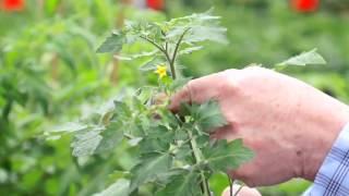 Tip for Tomato Transplants: Pinch off Flowers