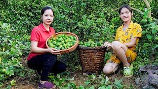 How mother and child go up the mountain to pick lemons to sell at the market | Minh Daily Harvesting