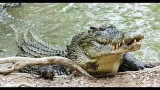 Saltwater Crocodile pictures