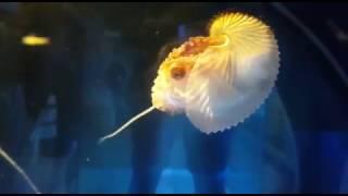 Paper Nautilus (Argonauta argo) making a lure using Its tentacle?