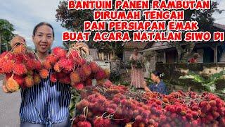 BANTUIN PANEN RAMBUTAN DIRUMAH TENGAH DAN PERSIAPAN EMAK BUAT ACARA NATALAN SIWO DI