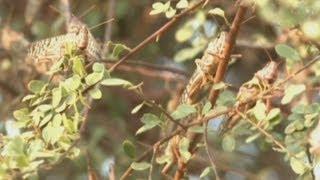 Plague of locusts invades Yemen causing misery for farmers