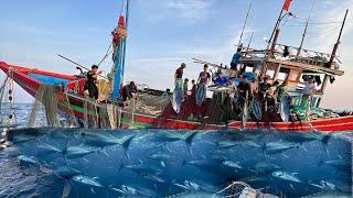 Lưới rút ngày cá ngừ đại dương theo dù và đánh lưới - Dân Biển