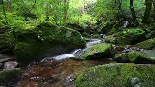 Pleasure of Forest Sound / Birds Chirping / Babbling Brook