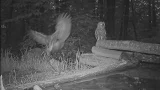 Baby tawny owls playing around the forest pool