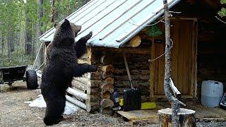 Живу в таёжной избе. Медведь стучится в дверь.