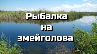 Рыбалка на змейголова.