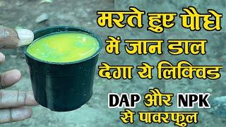 DAP और NPK से पावरफुल जैविक बूस्टर खाद बनाएं | सभी पौधे के लिए एक ही खाद | All In One Fertilizer