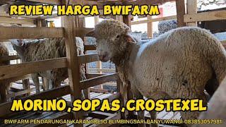 Review Harga Domba Merino, Sopas, Texel di BWI farm Banyuwangi