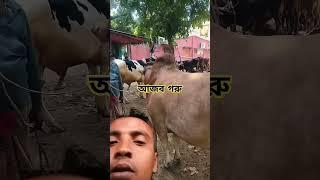 #chaka_bangla #cowprices #গরুর_হাট #cowfarming #bull #গরু #bangladesh #ষাঁড় @farhadalli1634