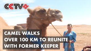 Camel Walks over 100 km Alone in Gobi Desert to Reunite with Former Keeper