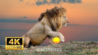 Lion Photography: Wallpaper Slideshow/Screensaver In 4K Ultra HD | No Music | Vibrant Colours