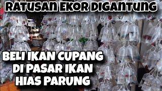 Beli Ikan Cupang Ke Pasar Ikan Hias Parung