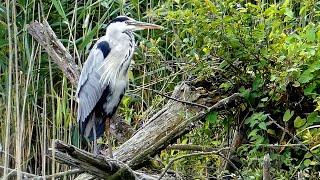 Blown Away! Bird Watching at Ham Wall Nature Reserve