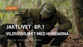 Jaktlivet│Ep.1│Vildsvinsjakt med hundarna