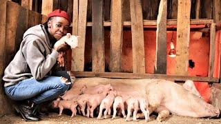 I started with just 2 pigs now I have  over 70 | Young Millionaire Pig Farmer