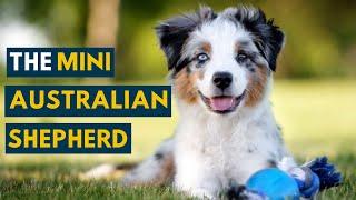 This Is Why the Mini Australian Shepherd Is So popular!