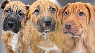 Adorable CHONKY Wrinkly Rescue Bully Puppies 