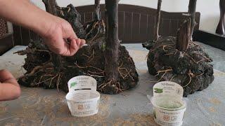 Planting Forest Style Aquascape Part 2