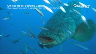 Goliath Grouper | Off The Hook: Extreme Catches 2