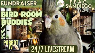 Bird Room Buddies | Keep Your Parrot Happy with Bird Room Parrot Sounds | Bird Room TV Vibes️