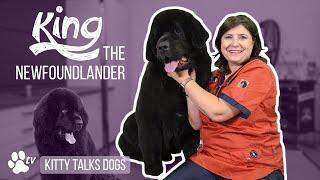 Grooming King the Newfoundlander | Kitty Talks Dogs - TRANSGROOM