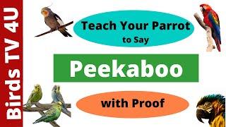 Teach Your Parrot to Say Peekaboo | Train Your Parrot to Talk | Talking Parrot #parakeet #parrot