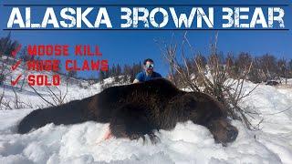 Alaska Spring Brown Bear