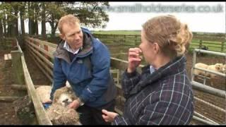 Sheep Drenching (worming) with Adam Henson