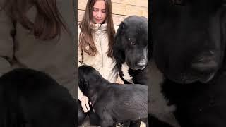 ВСТЕЧА ПАПЫ АЛАБАЯ RUSSIAN DOG ALABAI AND HIS PUPPIES