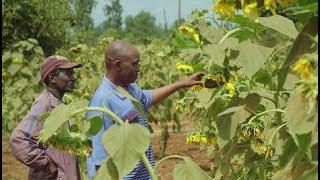 Farming with Conservation Agriculture in Kenya