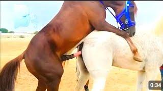 Horse breeding First time #horsemeeting Horse mating How To Meeting process Horse's Mating