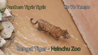 Bengal Tiger  (Panthera Tigris Tigris) - Hsinchu Zoo