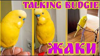 !!Talking budgie!! -  Жаки - Говорещ вълнист папагал/говорещо вълнисто папагалче/