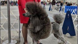 The Poodle Continental