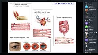 Мышечные ткани | Гистология