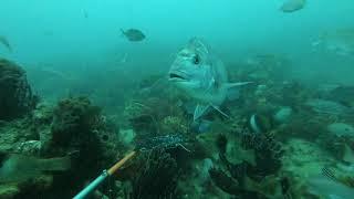 Star of the South Fish Diversity assessments for Australia first proposed offshore wind farm