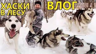 ВЛОГ: Маламут и Хаски в лесу. Счастливые собаки! VLOG: Malamute and Husky in a forest. Happy dogs