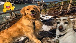 Try Not To Laugh Funny Cats and Dogs Videos   Best Of The 2024 Funny Animal Videos