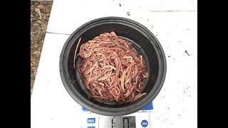 Worms 1 Pound Red Wiggler Composting Overview - Best Price