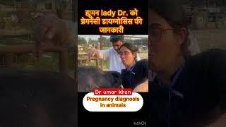 Pregnancy diagnosis in cow l dr Umar khan