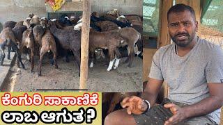 ನಾನು ಕೆಂಗುರಿ ತಂದು 13 ದಿನ ಆಯಿತು Sheep farming business ideas