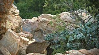 Rock Hyrax and Hadida