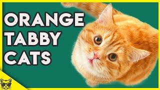 Orange Tabby Cats 101 - What You Need To Know About Them