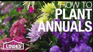 How to Plant Annual Flowers