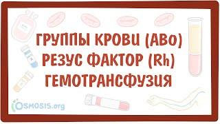 [физиология] — Группы крови (AB0), Резус фактор (Rh) и переливания крови