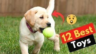 The 12 Best Dog Toys for Labradors | Which one is best for your dog?