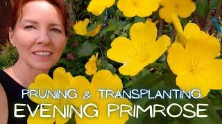 Evening Primrose Care & Propagating (End of Summer) #deadhead #oenothera #eveningprimrose