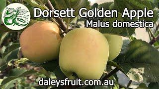 If you want to grow apples in subtropics or a warm climate, the Dorsett Golden Apple is perfect.