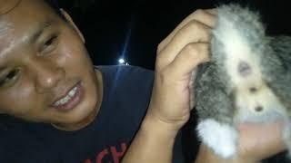 Cara membedakan kucing jantan dan betina